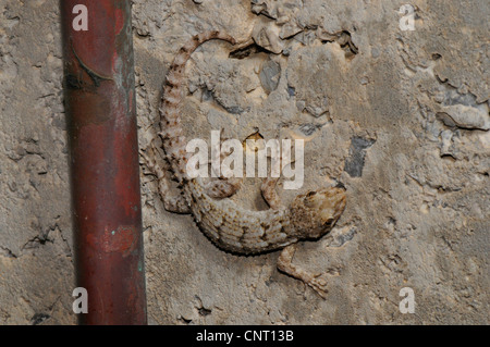 Kotschy's gecko (Mediodactylus kotschyi, Cyrtodactylus kotschyi), in corrispondenza di una parete in cemento, Grecia, Peloponnes Foto Stock