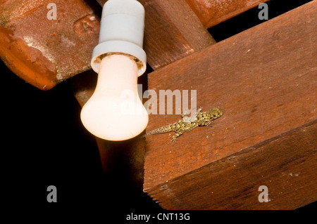 Kotschy's gecko (Mediodactylus kotschyi, Cyrtodactylus kotschyi), accanto a una lampadina all'esterno di una casa, Grecia, Peloponnes Foto Stock