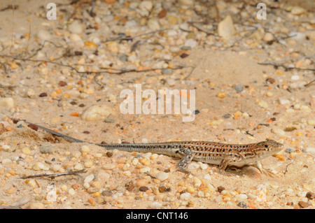 Spinosa-footed lizard, fringe-dita lizard (Acanthodactylus erythrurus), passeggiate sulla sabbia, Spagna, Andalusia, parco nazionale di Donana Foto Stock