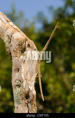 Bastoni da passeggio, stick-insetti (Phasmatidae, Phasmida), europeo bastone, Grecia, Peloponnes, Messinien Foto Stock