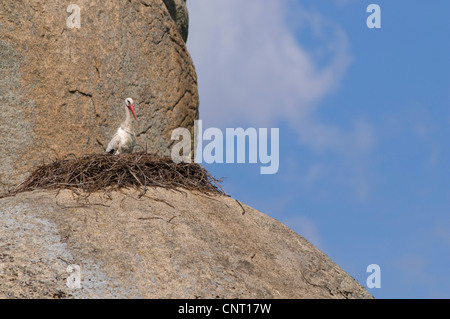 Cicogna bianca (Ciconia ciconia), Stork nest su roccia, Spagna Estremadura, Laguna del Lavadero, los Barruecos, Malpartida De Caceres Foto Stock