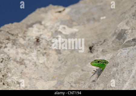 Iberian rock lizard (Lacerta monticola, Lacerta monticola cantabria), lookoing fuori della bocchetta a lancia e la Spagna Cantabria, Kantabrisches Gebirge Foto Stock