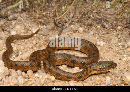 Viperine snake, viperine biscia dal collare (natrix maura), avvolgimento, Spagna Estremadura, Caseres Foto Stock