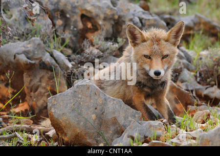 Red Fox (Vulpes vulpes vulpes), in agguato, Spagna, Andalusia, Naturpark Sierra de Cazorla Foto Stock