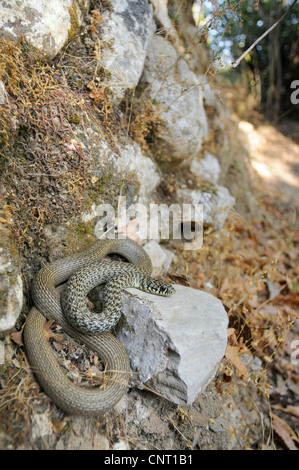 Frusta balcanica snake (Coluber gemonensis), in corrispondenza di un muro di pietra, Grecia, Creta Foto Stock