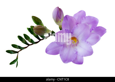 Fresia (Fresia spec.), infiorescenza con boccioli di fiori Foto Stock