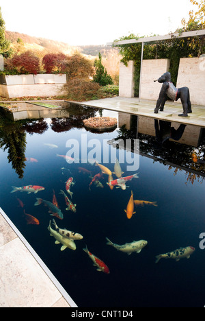 Koi carpa (Cyprinus carpio), grande e lussuoso di Koi pond Foto Stock