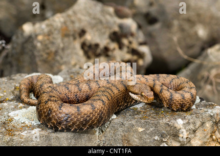 Asp viper, aspic viper (Vipera aspis), giace su una pietra, Svizzera Schweizer Jura Foto Stock