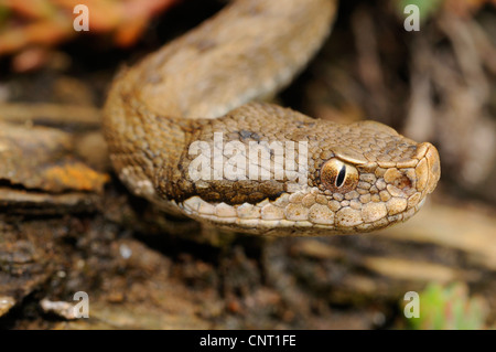 Asp viper, aspic viper (Vipera aspis), ritratto, Svizzera Schweizer Jura Foto Stock