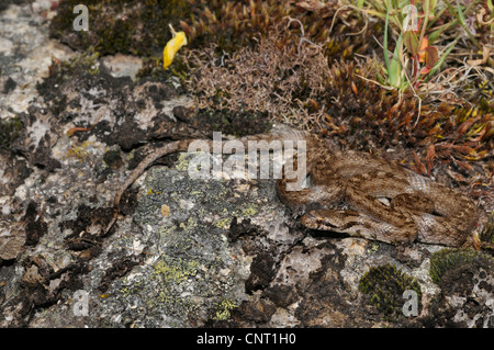 A sud di serpente liscio, Bordeaux snake (Coronella girondica), Lys su una pietra con i licheni, Portogallo Foto Stock