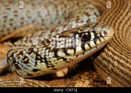 Frusta balcanica snake (Hierophis gemonensis, Coluber gemonensis), ritratto, Grecia, Creta Foto Stock