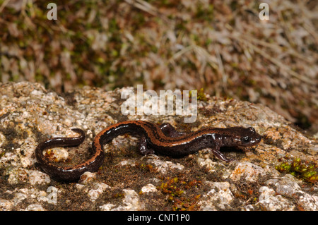 A strisce dorate salamander, oro-salamandra striato (Chioglossa lusitanica), su pietra, Portogallo Foto Stock