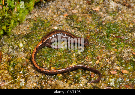 A strisce dorate salamander, oro-salamandra striato (Chioglossa lusitanica), sulla roccia umida, Portogallo, Nationalpark Panda Geres Foto Stock