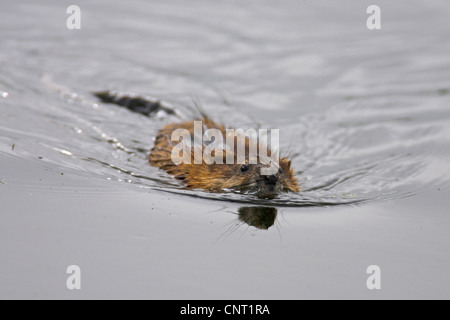 Topo muschiato (Ondatra zibethica), nuoto, Paesi Bassi Foto Stock