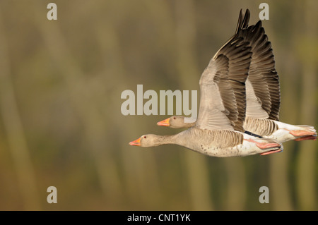 Graylag goose (Anser anser), giovane battenti, in Germania, in Renania settentrionale-Vestfalia Foto Stock