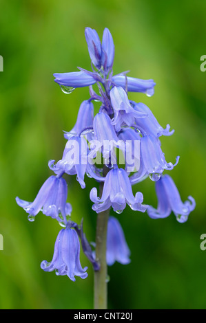 Ibrido (Bluebell Hyacinthoides x massartiana, Hyacinthoides x coenobita, Hyacinthoides hispanica x Hyacinthoides non scripta), infiorescenza con gocce di acqua dopo la pioggia Foto Stock