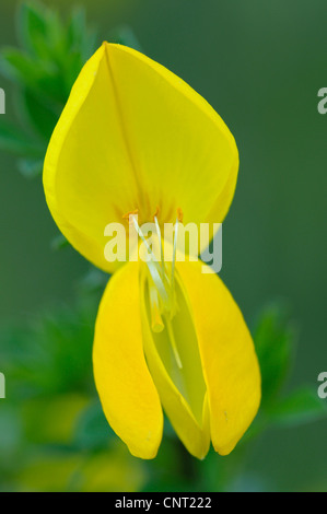 Scotch broom (Cytisus scoparius, Sarothamnus scoparius), fiore, in Germania, in Renania settentrionale-Vestfalia, Dingdener Heide Foto Stock