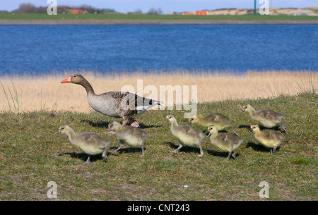 Graylag goose (Anser anser), con pulcini, Paesi Bassi, Texel Foto Stock