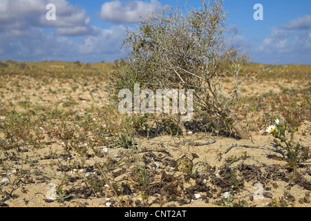 In pietra (curlew Burhinus oedicnemus), nido con uova, Isole Canarie Lanzarote Foto Stock