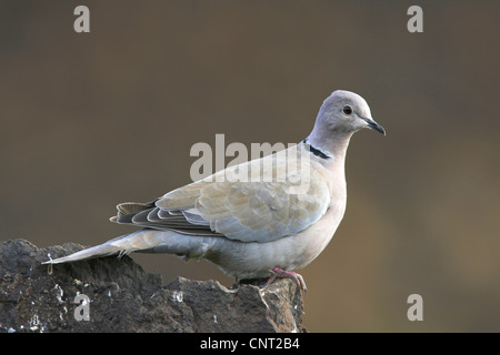 Colomba a collare (Streptopelia decaocto), su una roccia, Isole Canarie Lanzarote Foto Stock