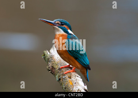 Una femmina adulta kingfisher (Alcedo atthis) su un pesce persico dal Nord Lago a Sevenoaks riserva faunistica, Kent. Marzo. Foto Stock