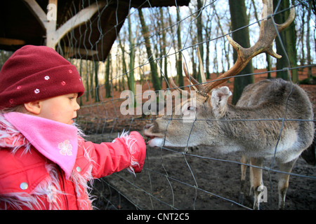 Sika cervo (Cervus nippon), bambina alimentazione cervi sika in uno zoo di animali domestici Foto Stock