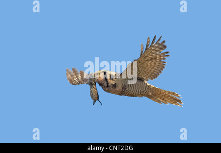 Northern hawk owl (surnia ulula), con la preda in bill, Finlandia Foto Stock