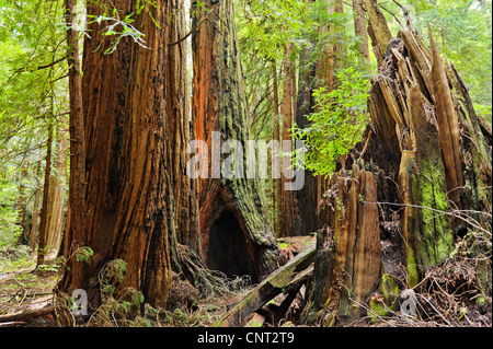 Grotte di fuoco in tronchi di antichi giganti alberi di sequoia aka California Redwoods oppure Coast Redwoods Sequoia sempervirens Muir Woods CA Foto Stock