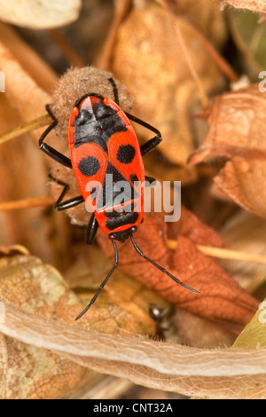 Firebug (Pyrrhocoris apterus), il lattante su lime frutti, Germania Foto Stock