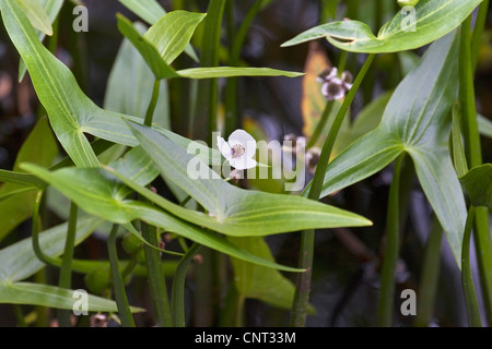 Arrowhead (Sagittaria sagittifolia), fioritura, Germania Foto Stock