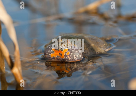 Fire-panciuto toad (Bombina bombina), gracchia in uno stagno in primavera, Germania Foto Stock