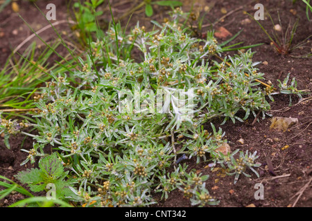 Bassa cudweed, marsh cudweed, eterno (Gnaphalium uliginosum), fioritura, Germania Foto Stock