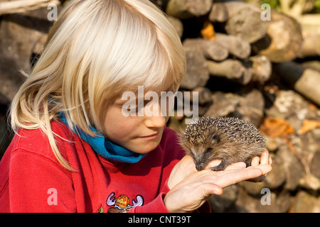 Western riccio, Europeo riccio (Erinaceus europaeus), bambino con riccio sulla sua mano, Germania Foto Stock