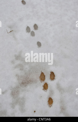 Coniglio europeo (oryctolagus cuniculus), piedi stampe nella neve, Germania Foto Stock