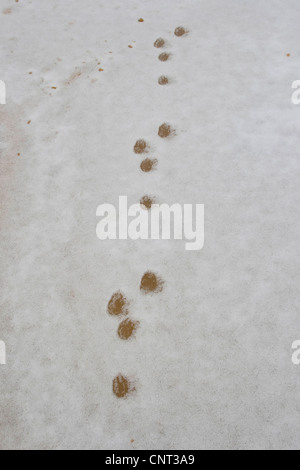 Coniglio europeo (oryctolagus cuniculus), piedi stampe nella neve, Germania Foto Stock