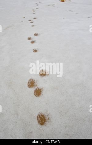 Coniglio europeo (oryctolagus cuniculus), piedi stampe nella neve, Germania Foto Stock