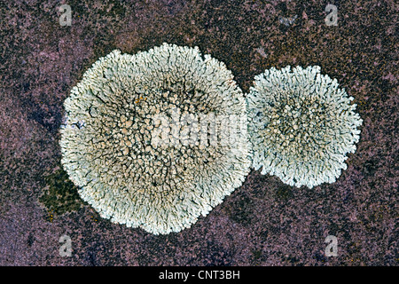 Il lichen (Lecanora muralis), che cresce su tegole del tetto Foto Stock