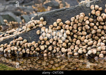 Comune di pervinca, comune winkle, commestibili winkle (Littorina littorea), con la bassa marea sulla roccia, rocky estuario Foto Stock