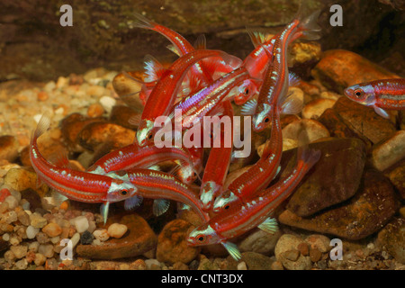 Rainbow shiner (Notropis chrosomus), scuola di deposizione delle uova di pesce Foto Stock