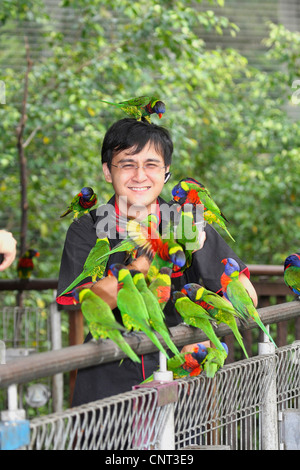 Rainbow lory (Trichoglossus haematodus), seduto su un uomo, Australia Foto Stock