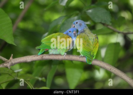 A testa azzurra parrot (Pionus menstruus rubrigularis), giovane sul ramo Foto Stock