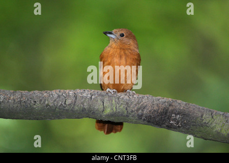 Bianco-rivestita tanager (Tachyphonus rufus), sul ramo Foto Stock