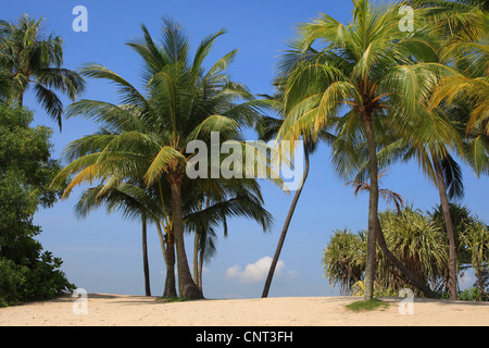 Palma da cocco (Cocos nucifera), palme sulla spiaggia, Singapore Foto Stock