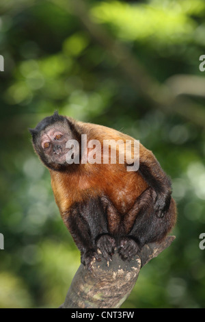 Black-Capped Cappuccini, Brown-Capuchin monkey (Cebus apella), si siede sul ramo Foto Stock