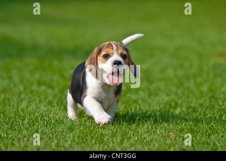 Beagle (Canis lupus f. familiaris), cucciolo, vista frontale Foto Stock
