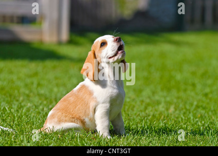 Beagle (Canis lupus f. familiaris), cucciolo, guardando in alto Foto Stock