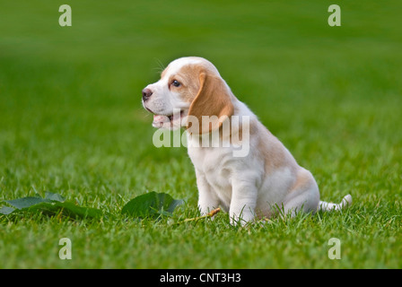 Beagle (Canis lupus f. familiaris), cucciolo, seduta, vista laterale Foto Stock