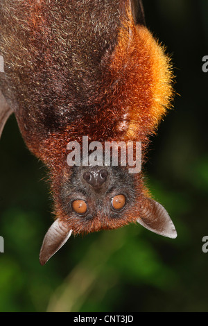 Kalong, battenti cane, largo flying fox (Pteropus vampyrus), ritratto Foto Stock
