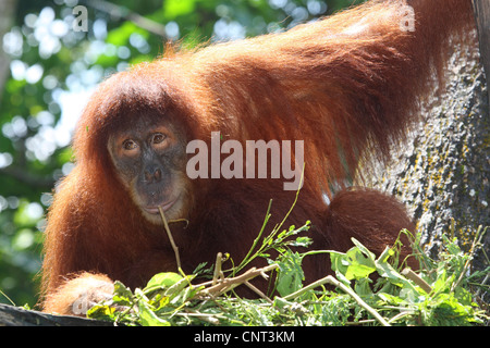 Orango, orangutan, orang-outang (Pongo pygmaeus), nel nido del sonno Foto Stock