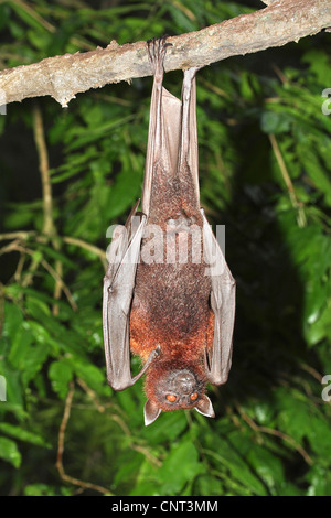Kalong, battenti cane, largo flying fox (Pteropus vampyrus), si blocca al ramo Foto Stock